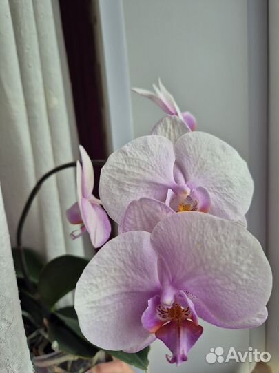 Домашнее растение