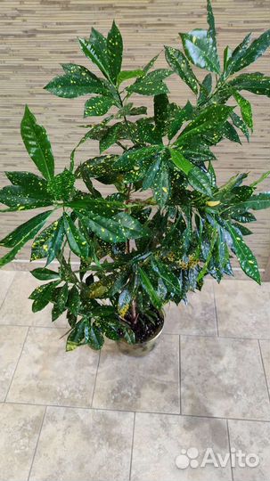 Кротоны: Петра, Голд Даст, Мамми, Экселент