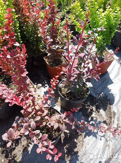 Барбарисы декоративные Ред Пилар и др