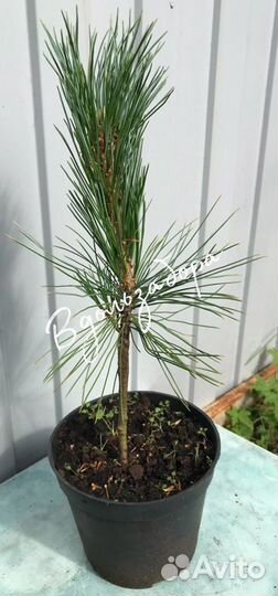 Кедр привитой (Сосна кедровая сибирская)