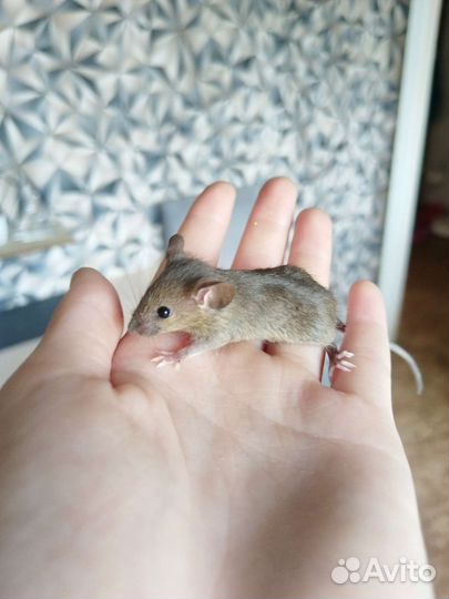 Мышь