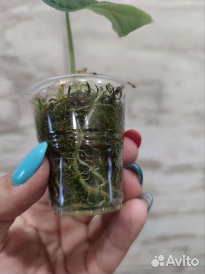 Детка Алоказии Мело