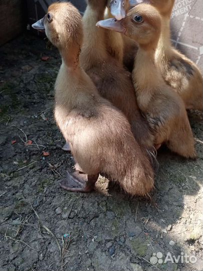 Утята индоутки