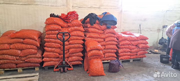 Лук Севок все сорта