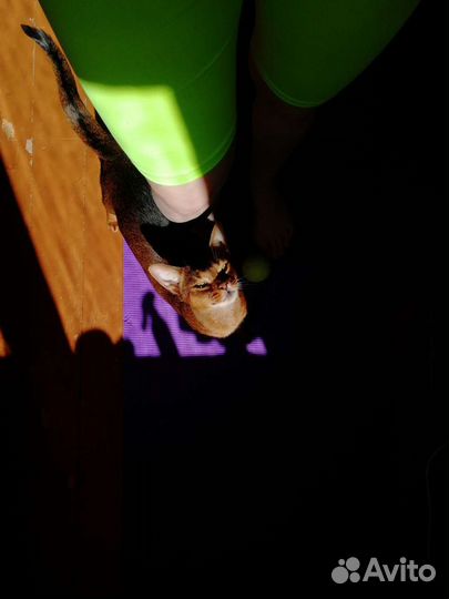 Передержка животных (только кошки)