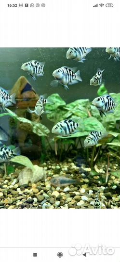 Аквариумные рыбки голубой попугай