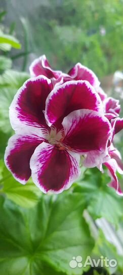 Пеларгония герань королевская
