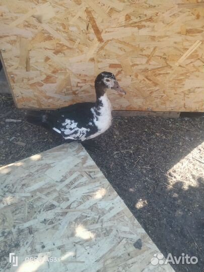 Куры молодки