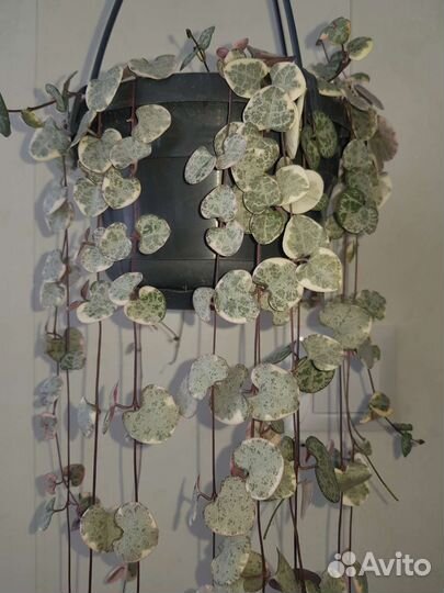 Церопегия вуду вариегатная