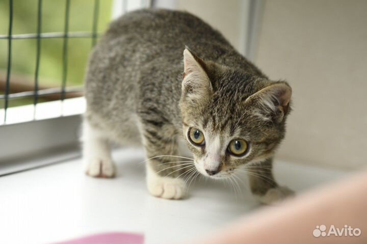 Котенок Луна ищет семью