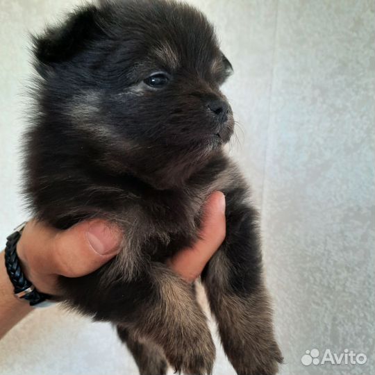 Собаки щенки шпиц
