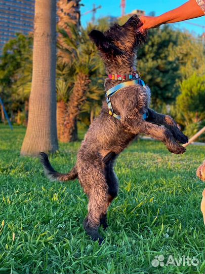 Собака в дар