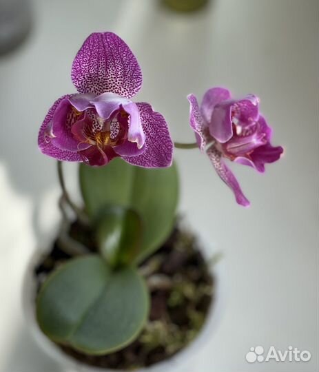 Phal. Joy Spotted Butterfly (Трилипс)