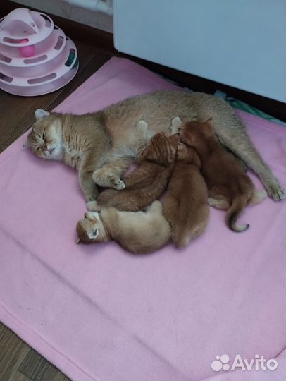 Шотландские котята