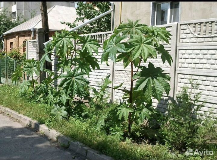 Рассада клещевины