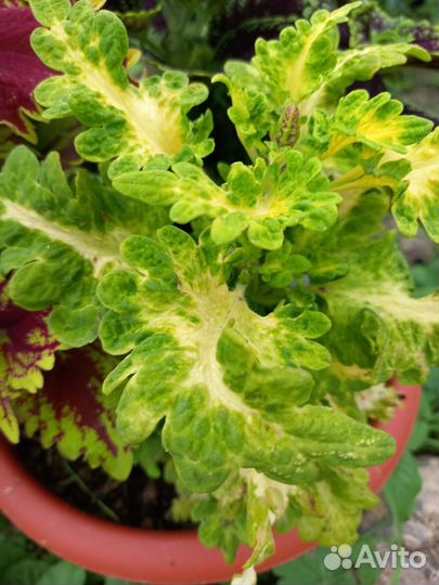 Колеусы вегетативные