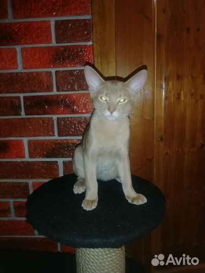 Абиссинские котята соррель