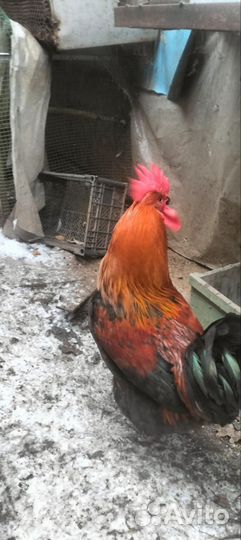 Молодые петухи