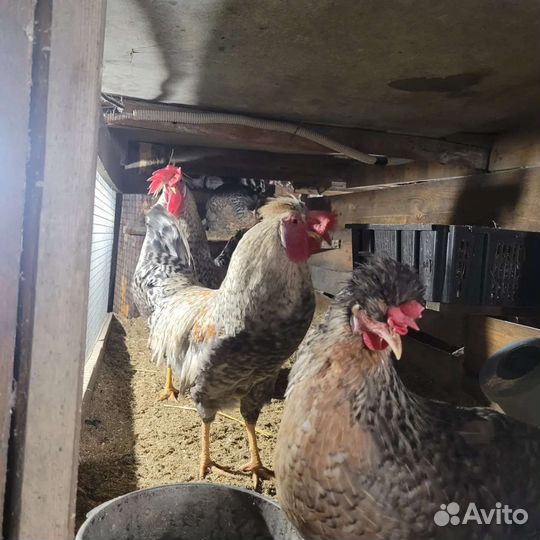 Инкубационное яйцо ухейилюй, легбар, амераукан