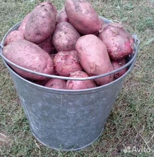 Продам картофель