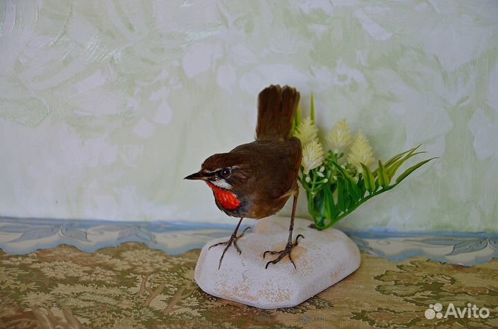 Чучело соловья