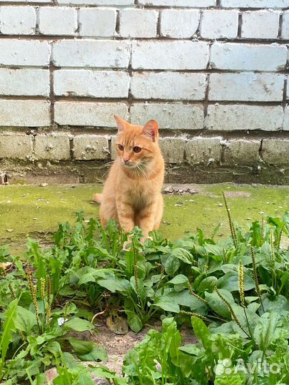 Рыжий котик ищет дом