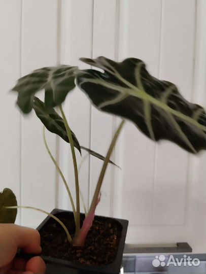 Алоказия Полли