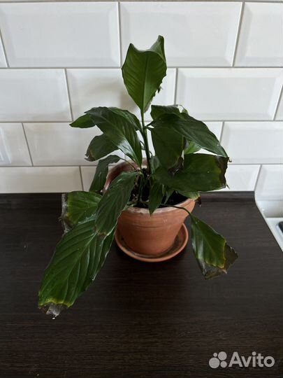 Растения в горшках