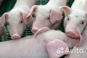 Поросята ландрас