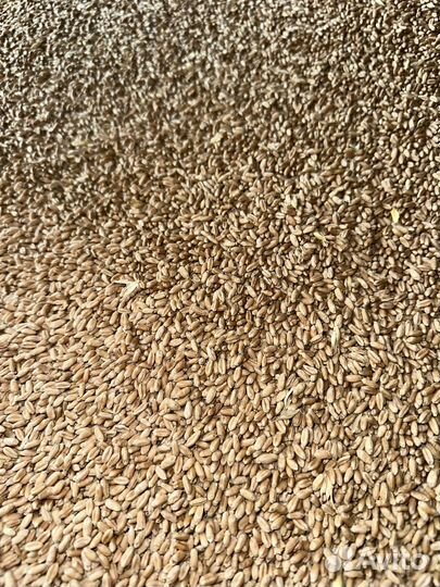 Пшеница 3 класс оптом