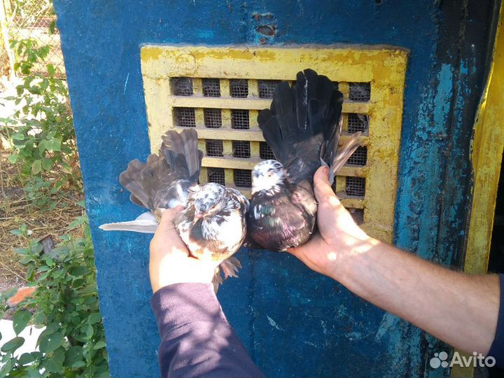 Голуби николаевский