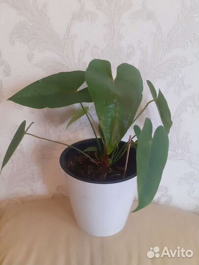 Цветы.Антуриум,кротон,бенджамин,драцена