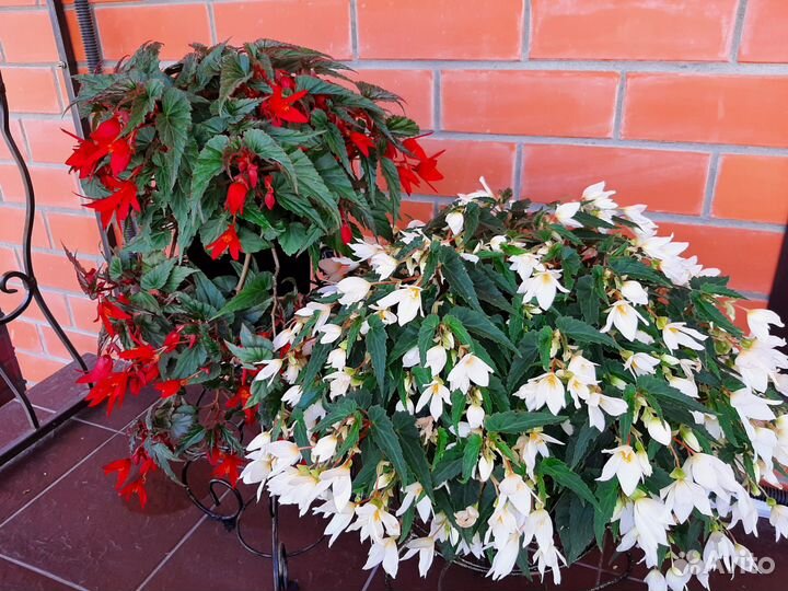 Бегонии вечноцветущие 13 сортов