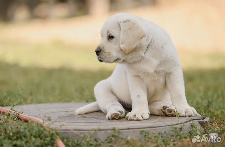 Лабрадор щенки