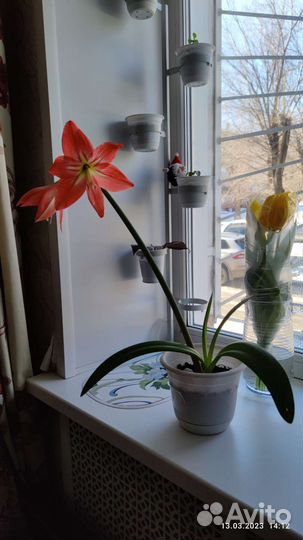 Гиппиаструм