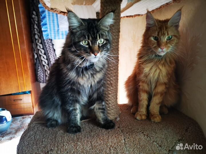 Котята мейн-кун рыжие