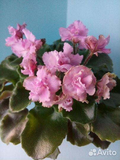 Листы сортовых мини фиалок