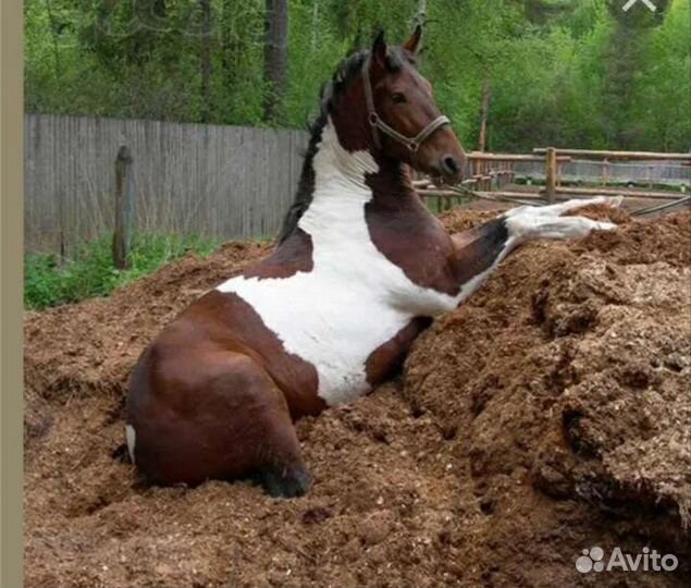 Навоз конский