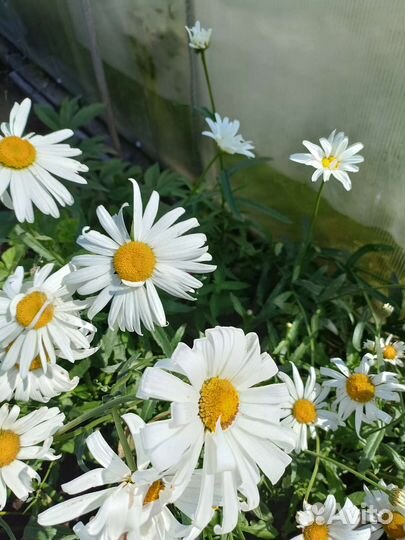 Нивяник,посконик