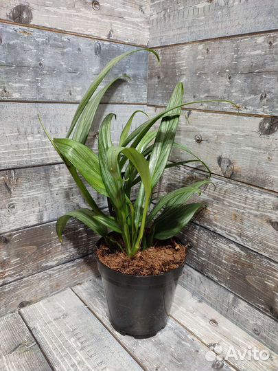 Сортовые Монстеры/Сциндапсусы