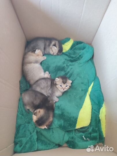 Шотландские шиншиллы котята