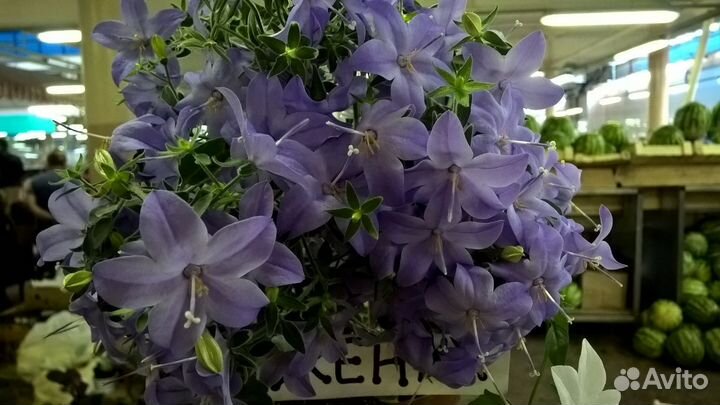 Кампанула (Жених и Невеста)