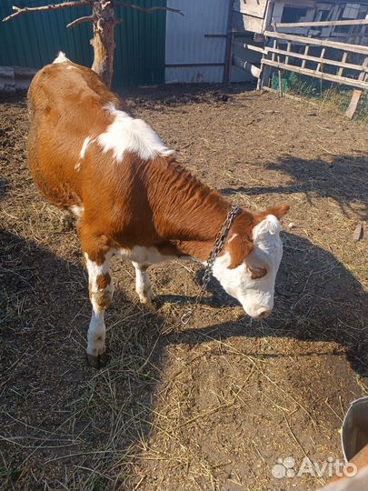 Продам телку 5 мес