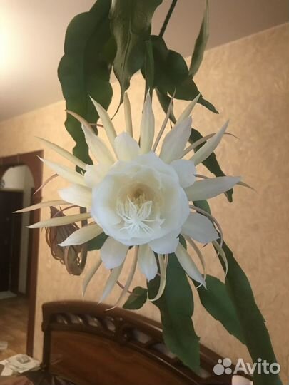 Продам отросток цветка кадупул (царица ночи)