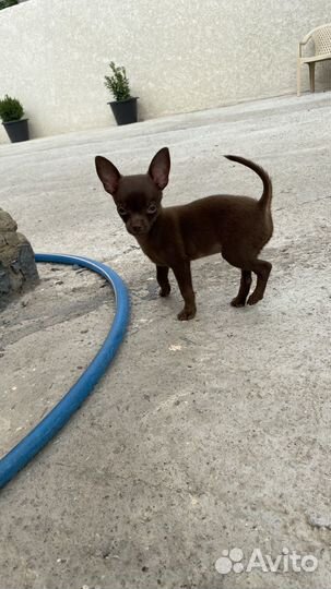 Щенок очень игривый, красивого коричневого цвета