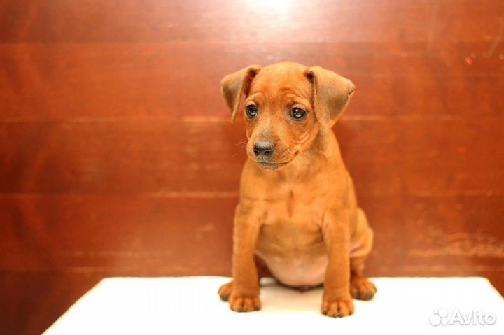 Цвергпинчеры щенки