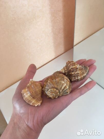 Ракушки, камни для аквариума