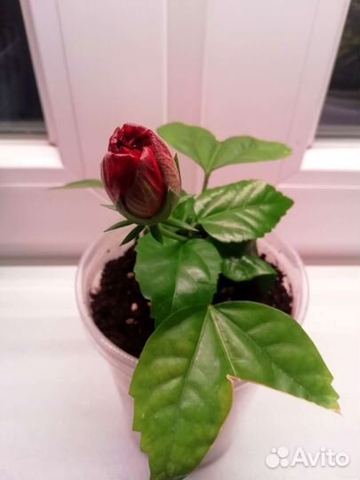 Гибискус красный махровый Китайская роза