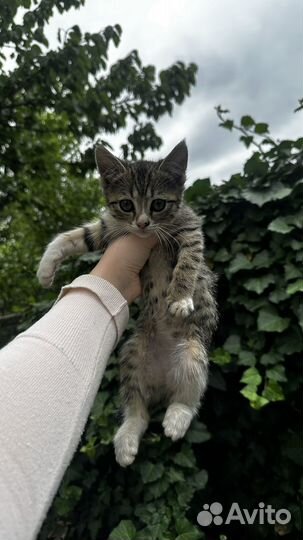 Отдаем котят в добрые руки