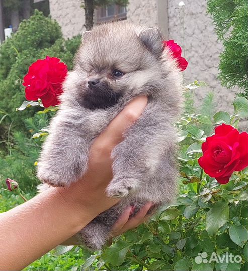 Померанский шпиц мини